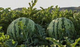 买吃瓜视频网红有哪些,揭秘热门视频背后的吃瓜高手